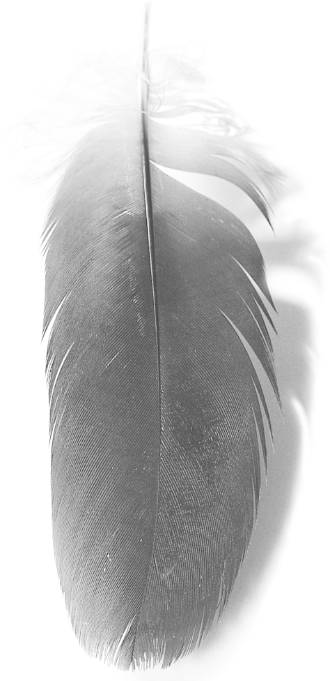 A feather — received through humility, relationship and responsibility